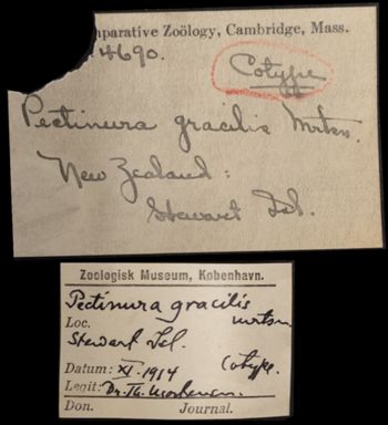 Media type: image;   Invertebrate Zoology OPH-4690 Aspect: labels